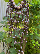Load image into Gallery viewer, HC - Handmade Lady Extremely Rare Pink  Pearls Necklace OOAK
