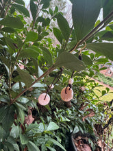 Load image into Gallery viewer, HC - Coin While Pearls Earring
